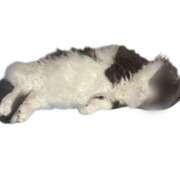 ヒメ日記 2026/04/18 05:14 投稿 えりな モアグループ小山人妻花壇