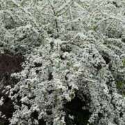 ヒメ日記 2026/04/18 18:00 投稿 えりな モアグループ小山人妻花壇