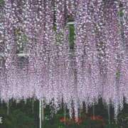 ヒメ日記 2026/04/25 09:00 投稿 えりな モアグループ小山人妻花壇