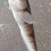 ヒメ日記 2025/03/22 20:48 投稿 立花ゆり お姉さんLABO -艶-