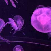 ヒメ日記 2025/03/23 09:18 投稿 立花ゆり お姉さんLABO -艶-