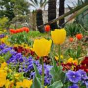 ヒメ日記 2025/04/06 12:03 投稿 立花ゆり お姉さんLABO -艶-