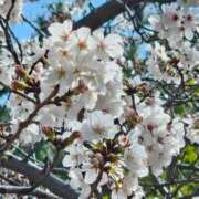 ヒメ日記 2025/04/06 12:07 投稿 立花ゆり お姉さんLABO -艶-