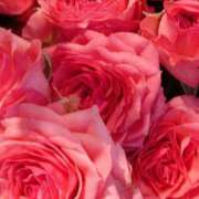 ヒメ日記 2025/05/09 00:08 投稿 立花ゆり お姉さんLABO -艶-