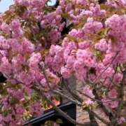 ヒメ日記 2025/05/16 12:08 投稿 立花ゆり お姉さんLABO -艶-