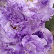 ヒメ日記 2025/05/25 13:28 投稿 立花ゆり お姉さんLABO -艶-