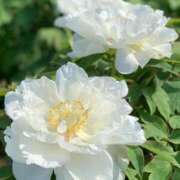 ヒメ日記 2025/05/28 08:28 投稿 立花ゆり お姉さんLABO -艶-