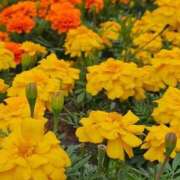 ヒメ日記 2025/06/02 07:38 投稿 立花ゆり お姉さんLABO -艶-