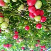 ヒメ日記 2025/06/10 21:28 投稿 立花ゆり お姉さんLABO -艶-