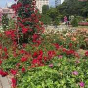 ヒメ日記 2025/06/23 09:38 投稿 立花ゆり お姉さんLABO -艶-