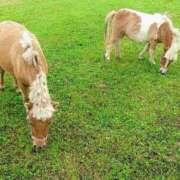 ヒメ日記 2025/08/28 20:38 投稿 立花ゆり お姉さんLABO -艶-