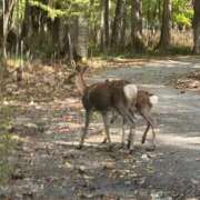 ヒメ日記 2025/10/06 01:08 投稿 立花ゆり お姉さんLABO -艶-