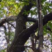 ヒメ日記 2025/10/12 09:48 投稿 立花ゆり お姉さんLABO -艶-