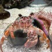 ヒメ日記 2025/10/14 00:18 投稿 立花ゆり お姉さんLABO -艶-