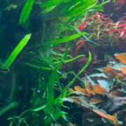 ヒメ日記 2025/10/19 00:22 投稿 立花ゆり お姉さんLABO -艶-