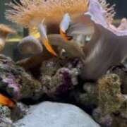 ヒメ日記 2025/10/21 01:08 投稿 立花ゆり お姉さんLABO -艶-