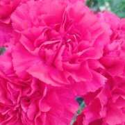 ヒメ日記 2025/11/13 18:05 投稿 立花ゆり お姉さんLABO -艶-