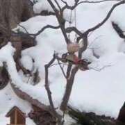 ヒメ日記 2026/01/06 07:28 投稿 立花ゆり お姉さんLABO -艶-