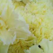 ヒメ日記 2026/01/14 01:38 投稿 立花ゆり お姉さんLABO -艶-