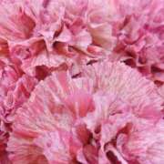 ヒメ日記 2026/01/15 22:35 投稿 立花ゆり お姉さんLABO -艶-