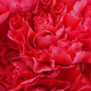 ヒメ日記 2026/01/18 00:18 投稿 立花ゆり お姉さんLABO -艶-