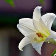 ヒメ日記 2026/07/21 15:58 投稿 立花ゆり お姉さんLABO -艶-