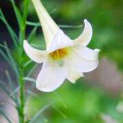 ヒメ日記 2026/08/04 20:18 投稿 立花ゆり お姉さんLABO -艶-