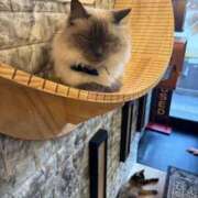 ヒメ日記 2025/03/13 14:53 投稿 星名 茉優 絢(あや)