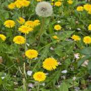 ヒメ日記 2025/04/21 20:21 投稿 星名 茉優 絢(あや)