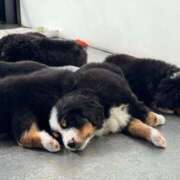 ヒメ日記 2025/05/03 12:40 投稿 星名 茉優 絢(あや)