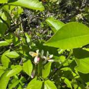 ヒメ日記 2025/05/14 13:44 投稿 星名 茉優 絢(あや)