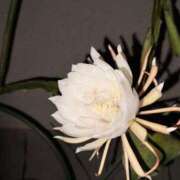 ヒメ日記 2025/09/30 19:46 投稿 星名 茉優 絢(あや)