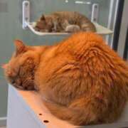 ヒメ日記 2025/10/30 15:17 投稿 星名 茉優 絢(あや)