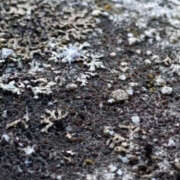 ヒメ日記 2025/02/19 16:12 投稿 はるか ちゃんこ大阪伊丹空港豊中店