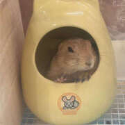 ヒメ日記 2025/04/16 10:39 投稿 はるか ちゃんこ大阪伊丹空港豊中店