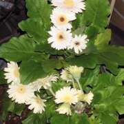 ヒメ日記 2025/06/19 21:20 投稿 かな フレッシュハニー