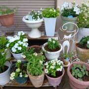 ヒメ日記 2025/07/08 19:29 投稿 かな フレッシュハニー