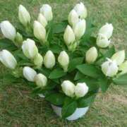 ヒメ日記 2025/08/26 17:09 投稿 かな フレッシュハニー