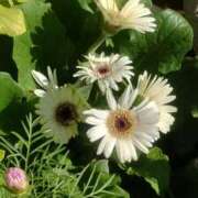 ヒメ日記 2025/09/06 23:35 投稿 かな フレッシュハニー