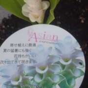 ヒメ日記 2025/09/09 19:20 投稿 かな フレッシュハニー