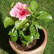 ヒメ日記 2025/10/01 01:11 投稿 かな フレッシュハニー