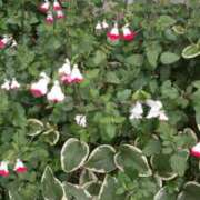 ヒメ日記 2025/06/01 10:27 投稿 ゆかり 丸妻 厚木店