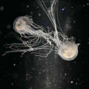 ヒメ日記 2025/09/26 11:15 投稿 雨音 谷町人妻ゴールデン倶楽部