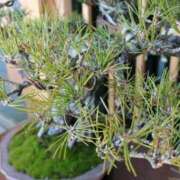 ヒメ日記 2025/02/11 10:54 投稿 さゆり 横浜人妻ヒットパレード（シンデレラグループ）