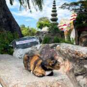 ヒメ日記 2025/03/07 20:15 投稿 さゆり 横浜人妻ヒットパレード（シンデレラグループ）