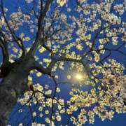 ヒメ日記 2025/03/26 23:40 投稿 さゆり 横浜人妻ヒットパレード（シンデレラグループ）