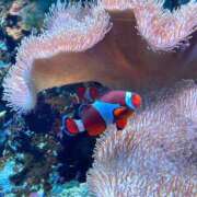 ヒメ日記 2025/04/22 19:07 投稿 さゆり 横浜人妻ヒットパレード（シンデレラグループ）