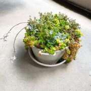 ヒメ日記 2025/05/04 18:51 投稿 さゆり 横浜人妻ヒットパレード（シンデレラグループ）