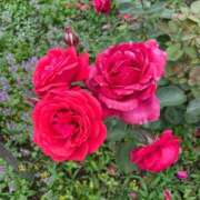 ヒメ日記 2025/05/24 15:55 投稿 さゆり 横浜人妻ヒットパレード（シンデレラグループ）