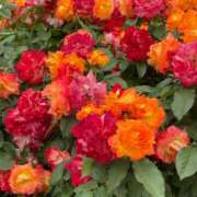 ヒメ日記 2025/06/08 14:01 投稿 さゆり 横浜人妻ヒットパレード（シンデレラグループ）